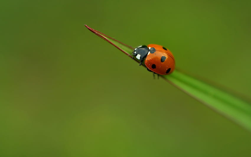 Lady Bug Pets Cute and Docile [1600x1000] für Ihren Schädling, Ihr Handy und Ihr Tablet HD-Hintergrundbild