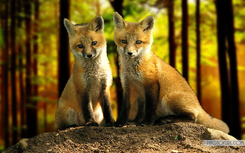 Red Fox, deer and fox HD wallpaper