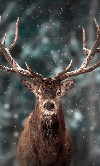 Dark Deer Wallpapers  Top Free Dark Deer Backgrounds  WallpaperAccess