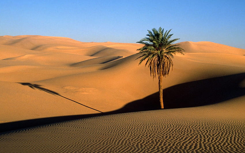 3840x2400 Desert, Sand, Dunes, Palm tree, Tree, Shade, Evening Ultra  Backgrounds, dubai dessert HD wallpaper | Pxfuel