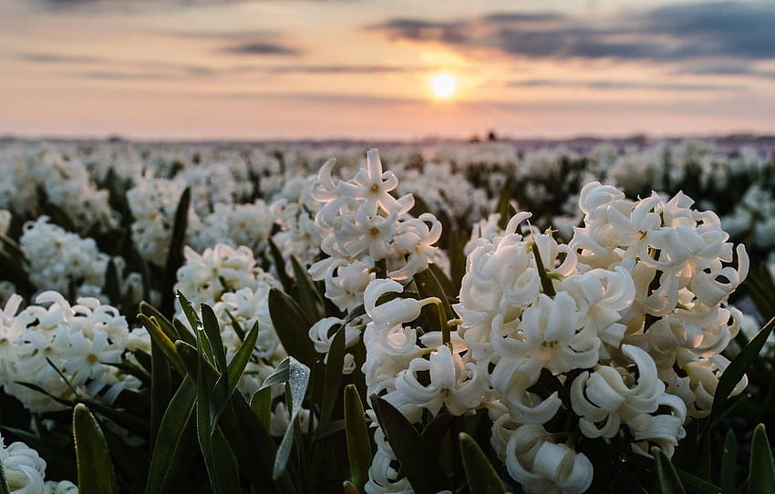 pole, niebo, słońce, zachód słońca, kwiaty, wiosna, horyzont, biały, dużo, Holandia, plantacja, hiacynty, kwiatowy , sekcja цветы Tapeta HD