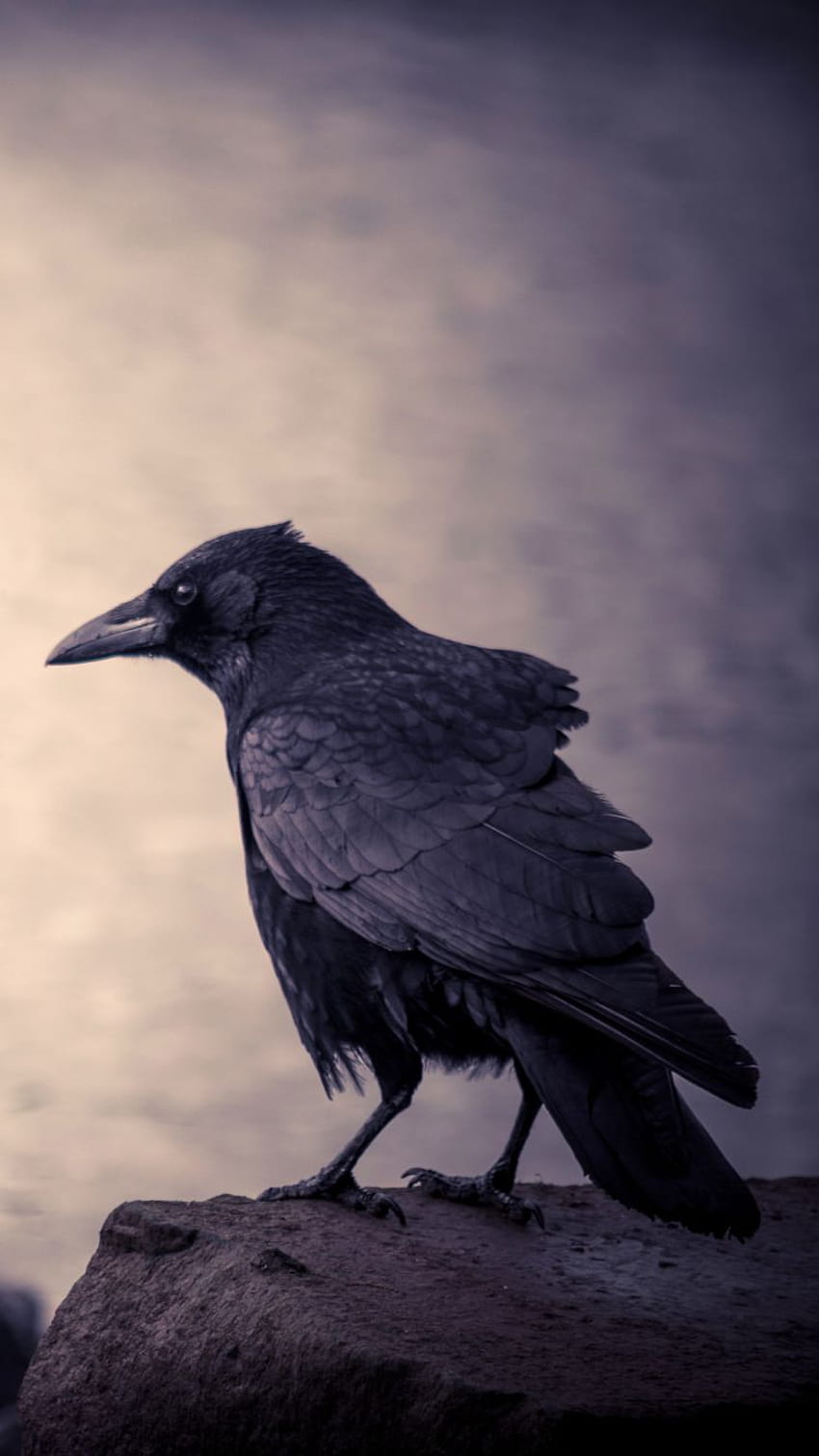 Crow-Sharing-Telefon HD-Handy-Hintergrundbild
