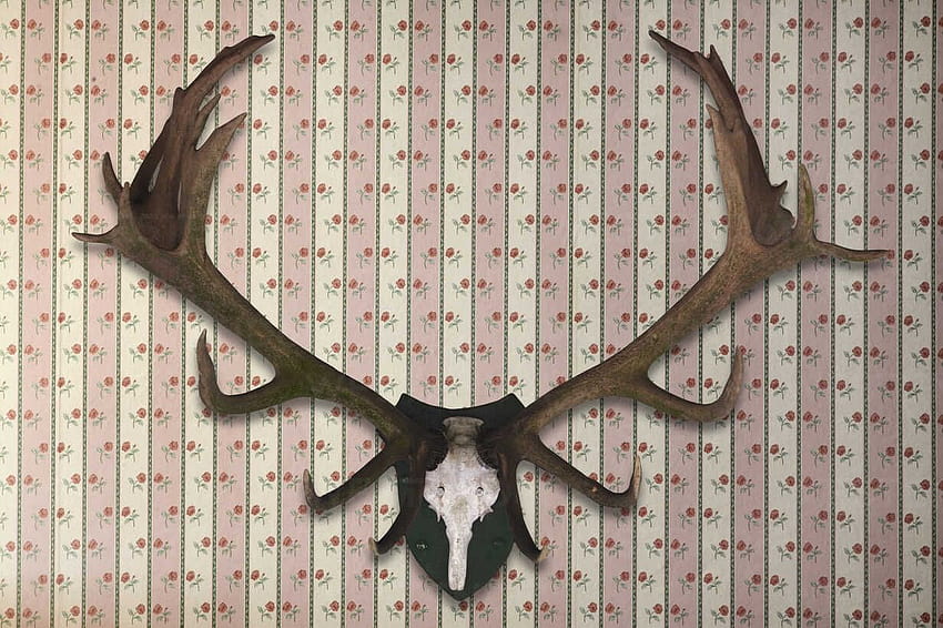 Deer antler on aesthetic ...westend61.de, deer antlers HD wallpaper