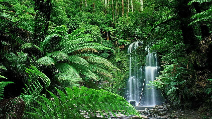 The clearest way into the Universe is through a forest wilderness, waterfall rainforest HD wallpaper