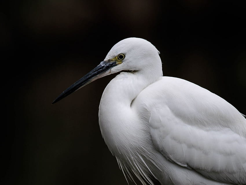 1400x1050 egret, white heron, bird standard 4:3 backgrounds HD wallpaper