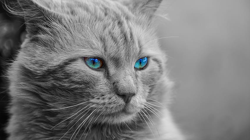 Kucing persia Ultra Wallpaper HD