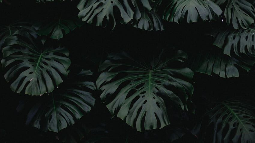 1920x1080 葉, 緑, 暗い, 植物, tumblr green plant computer 高画質の壁紙