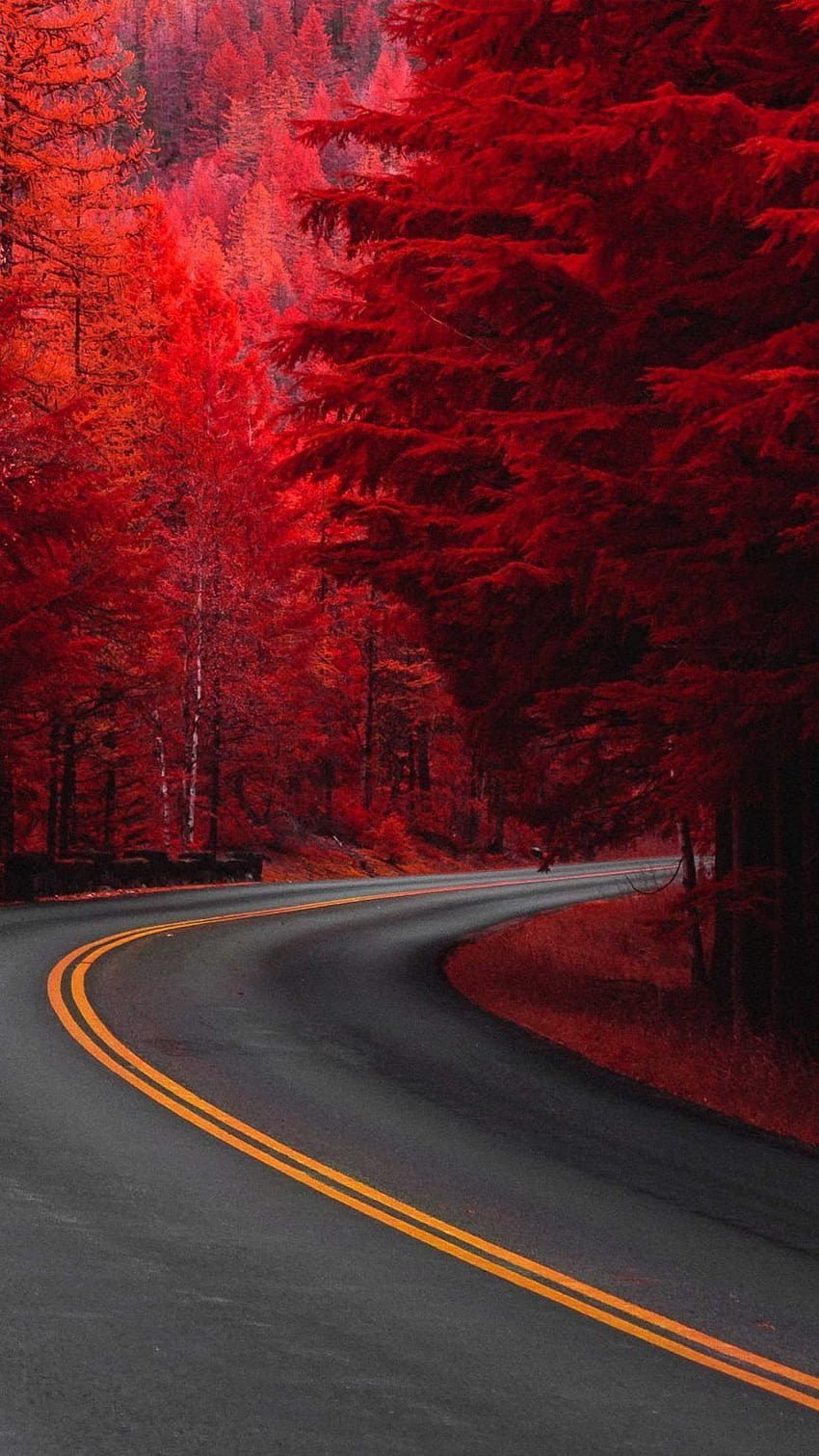 Pine Red Trees Road Ultra Mobile, scenario rosso Sfondo del telefono HD