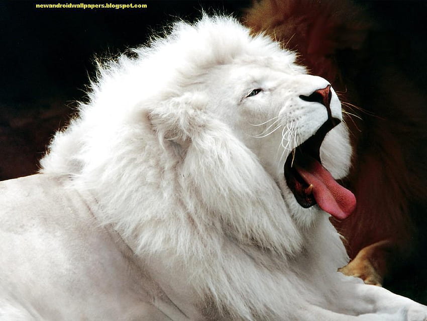 Dangerous And Nice Lion For Android, , Mac, white lion HD wallpaper