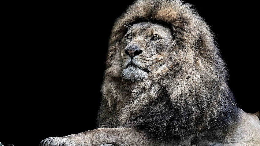 King Zoo за лъвове, тигри и котки, свирепи лъвове HD тапет