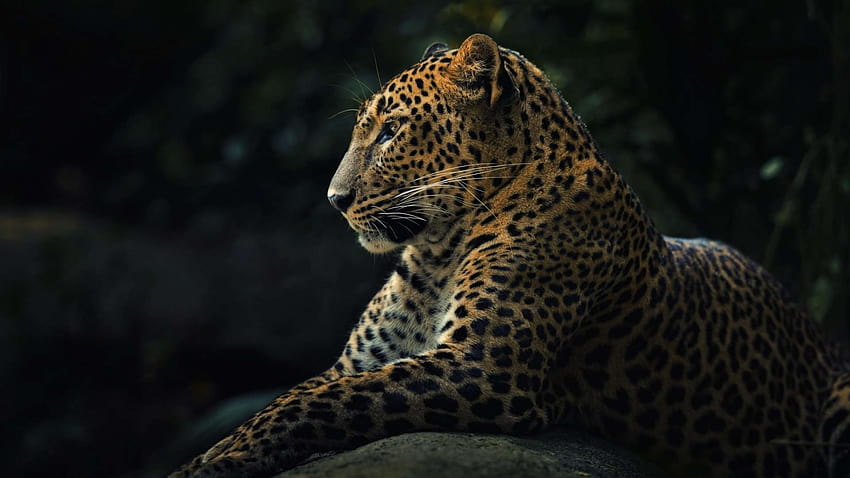 Leopardenhimmel 1920x1080 HD-Hintergrundbild