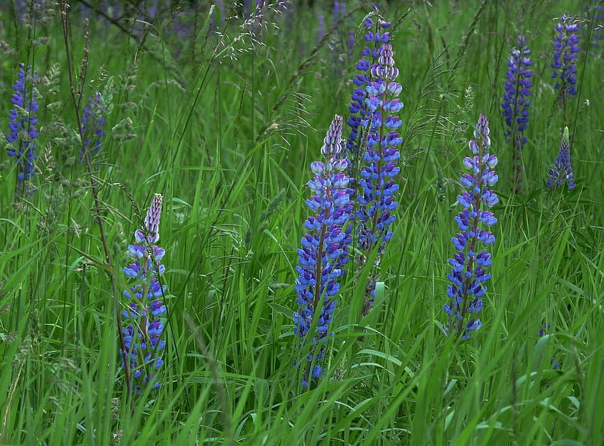 Łubin, kwiaty, natura, wiosna, łąka, łubin Vestrahorn Tapeta HD