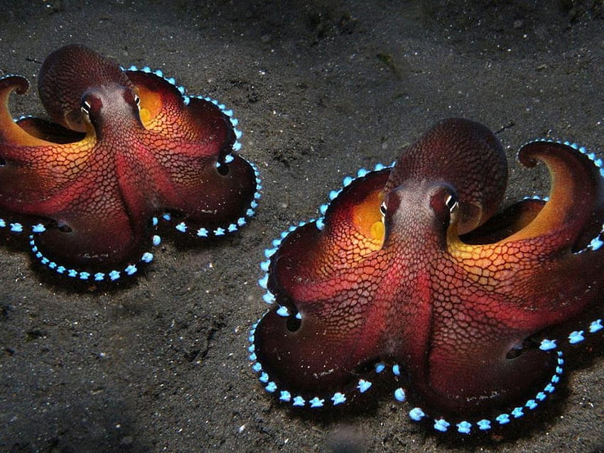 Octopus 8 HD wallpaper | Pxfuel