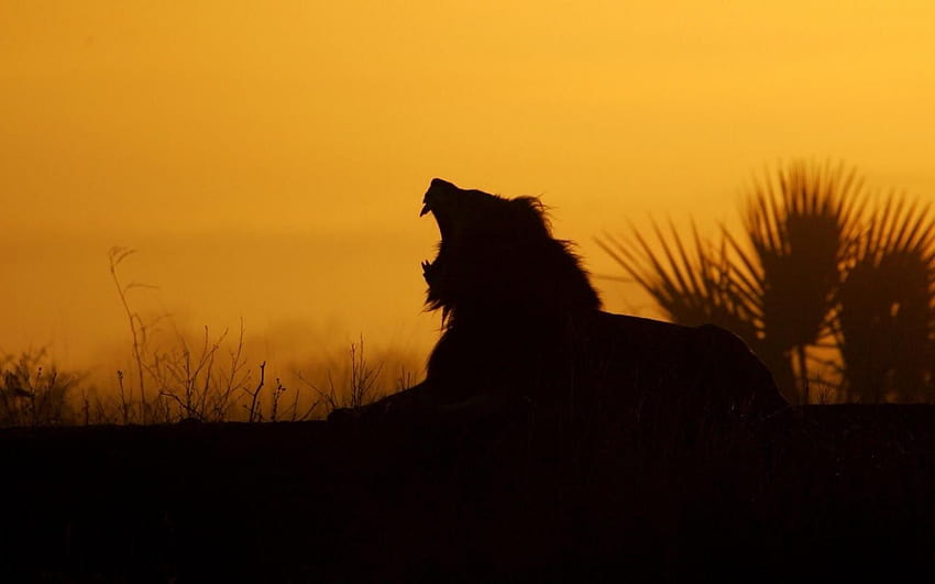 Silhouette sunset teeth lion jaws of night HD wallpaper