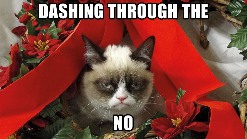 Grumpy Cat Meme хумор забавни котки Коледа, меми Grumpy Cat HD тапет