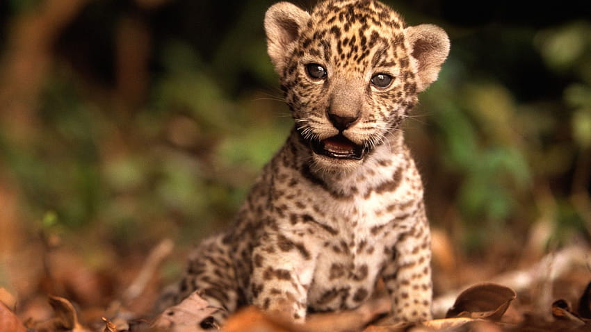 Cute Animal In The Rainforest, jaguar HD wallpaper | Pxfuel