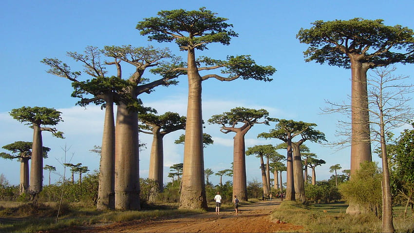 Baobab Avenue Madagascar HD wallpaper