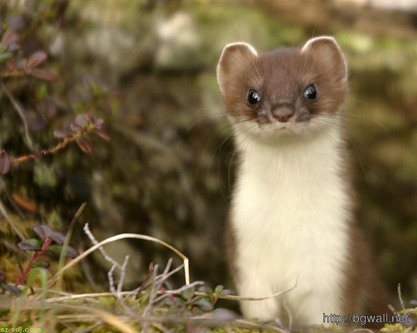 Awesome Stoat Macro Animal [1024x819] for your , Mobile & Tablet HD wallpaper