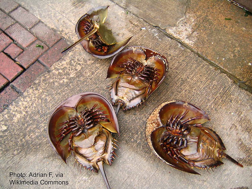 Horseshoe Crabs: Weird, Wonderful & Amazing – Poseidon's Web, atlantic horseshoe crab HD wallpaper