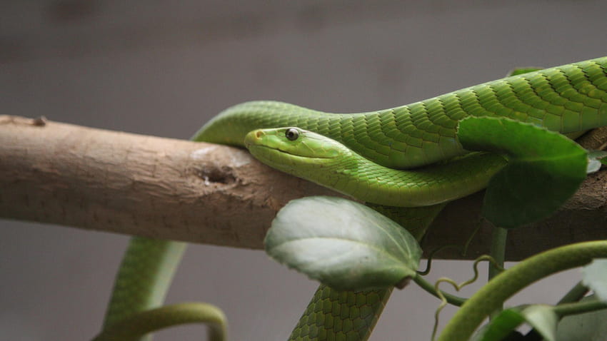 Mamba vert, serpent, feuilles, New Orlean, LA, USA, macro de serpent de vigne Fond d'écran HD