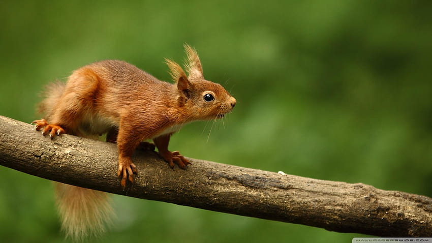 Red Squirrel ❤ for Ultra TV HD wallpaper