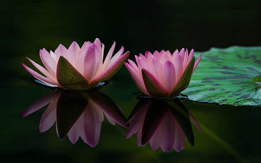 Two water lily flowers, pink petals, leaf, water, reflection flowers HD wallpaper