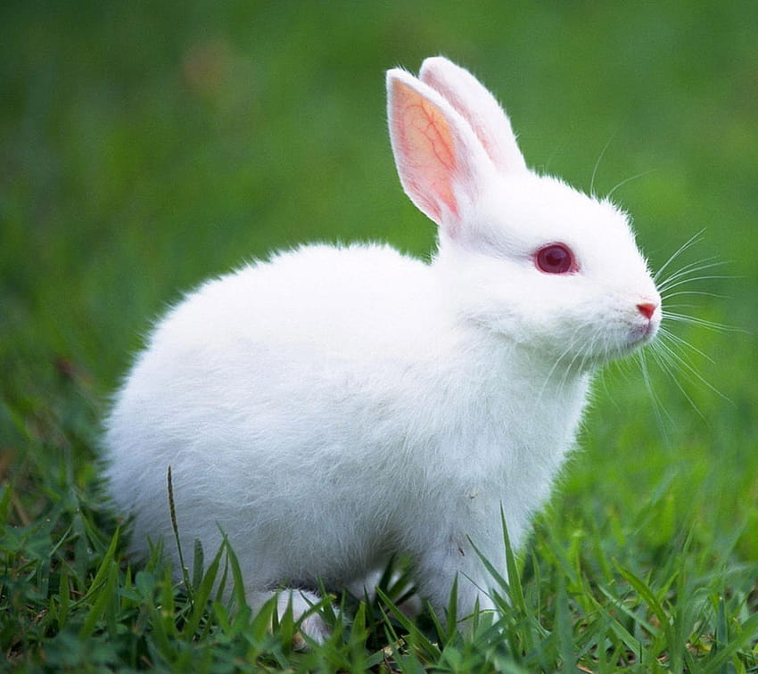 albino beyaz tavşan, sevimli beyaz yavru tavşan HD duvar kağıdı