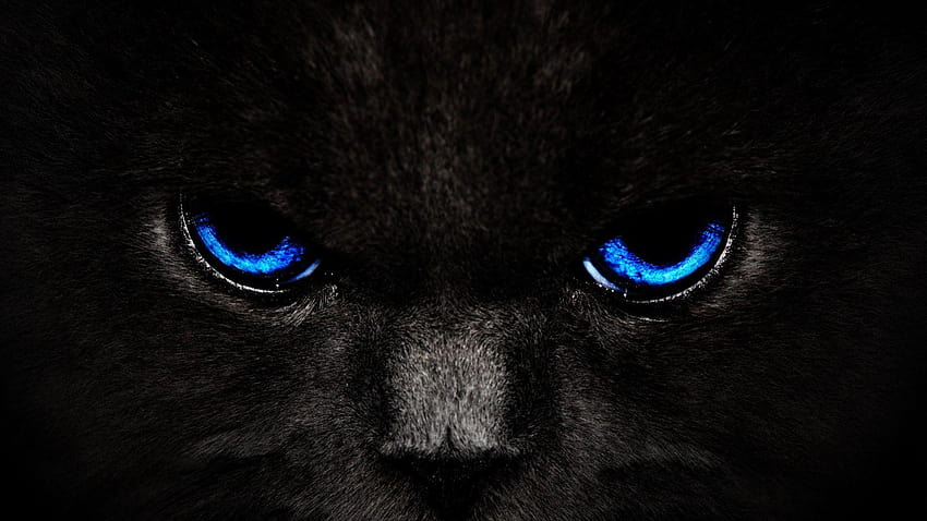 Сини очи на черни котки HD тапет