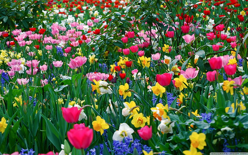 Hujan April membawa bunga Mei, atau begitulah janji abadi musim semi. Dia Wallpaper HD