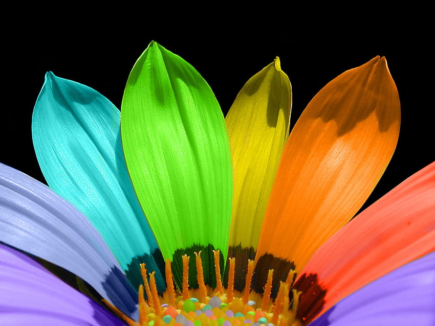 Цветни цветя на дъгата, цветни листенца HD тапет