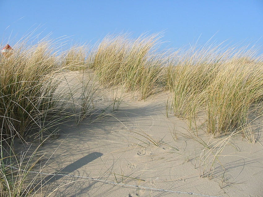 Sand dune stabilization, wind blowing sand HD wallpaper