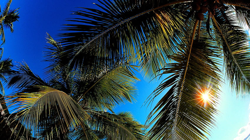 Hauptseite der Natur imagini de fundal palmier imagini de [1920x1080] für Ihr Mobiltelefon und Tablet HD-Hintergrundbild