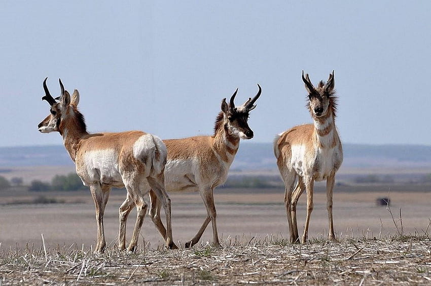stock of antelope, grazing, pronghorn HD wallpaper