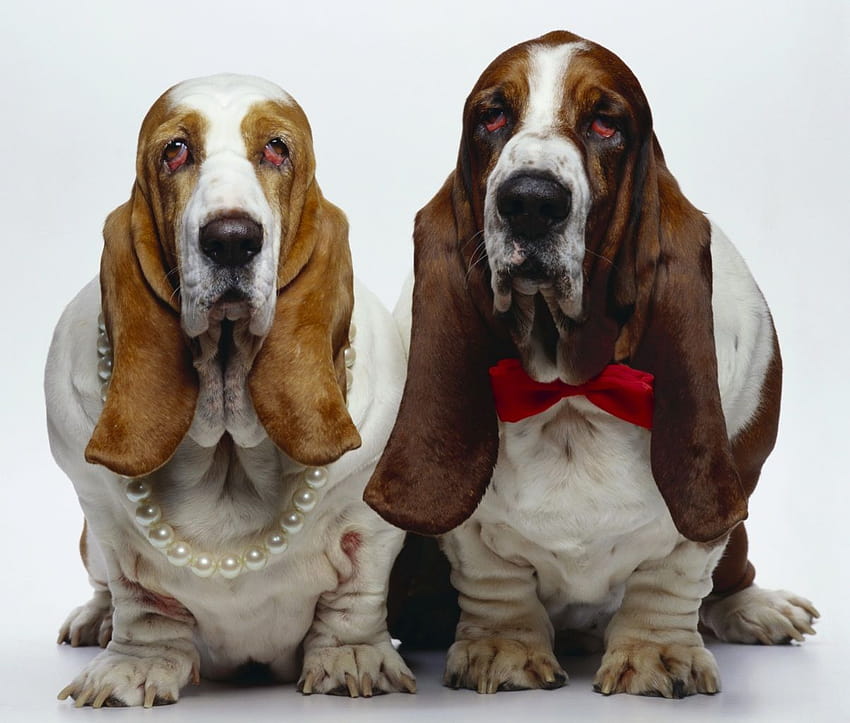犬 ジュエリー バセットハウンド 二匹 動物, 猟犬 高画質の壁紙