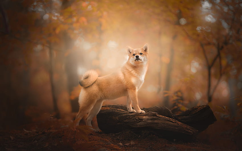 Shiba Inu, orange dog, cute animals, forest, dog, autumn, Japanese dogs with resolution 1920x1200. High Quality, shiba dog HD wallpaper