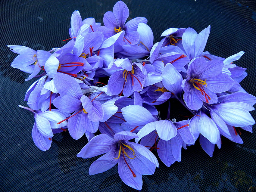 Цветя от син шафран, цветя от син минзухар HD тапет