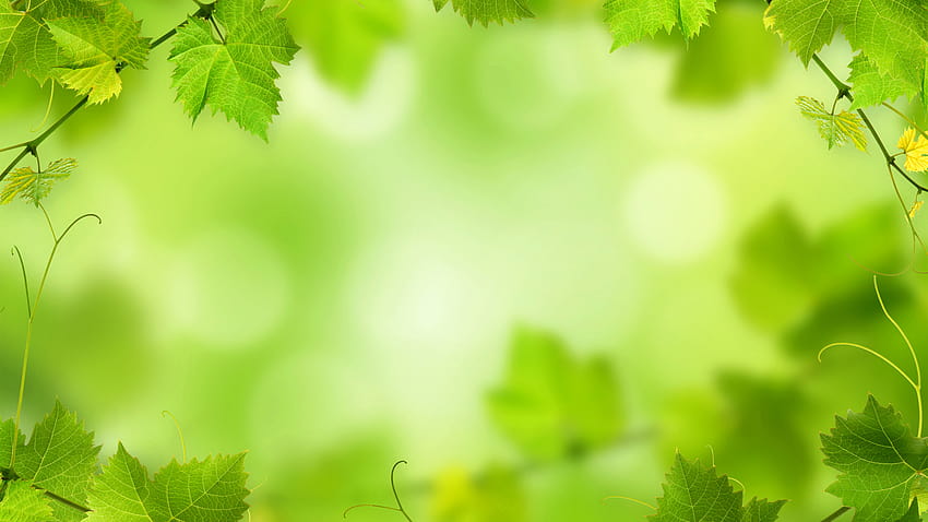 Green backgrounds leaves eye protection HD wallpaper