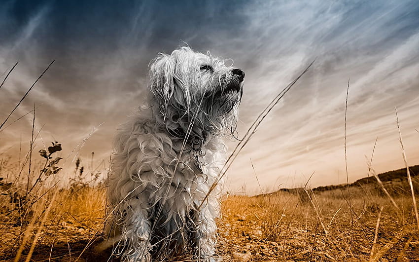 Havanese Bichon dog Sky Animals HD wallpaper