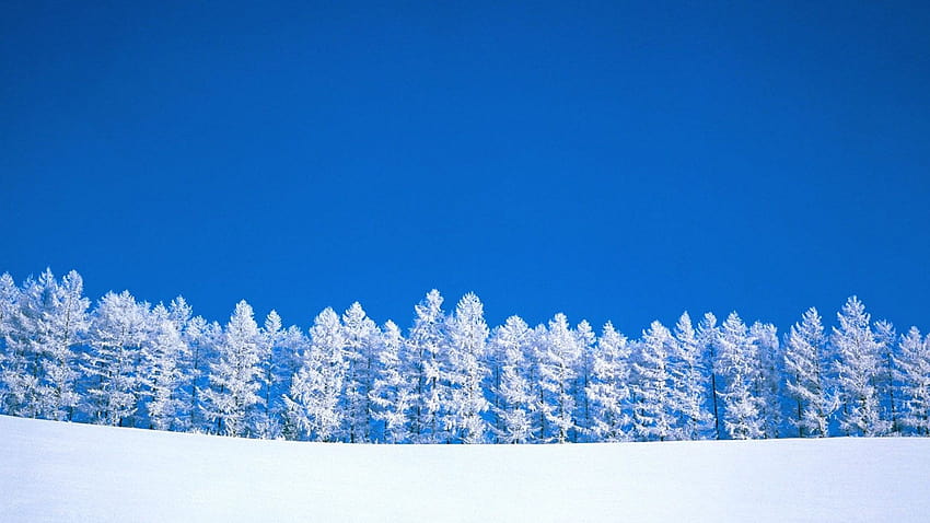 Frostiger schneebedeckter sonniger Winter, sonnige Winterbäume HD-Hintergrundbild
