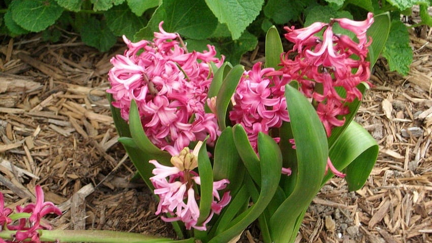 Flowers: Scent Beautiful Hyacinth Pink Garden Animated Flower, hyacinth flower HD wallpaper