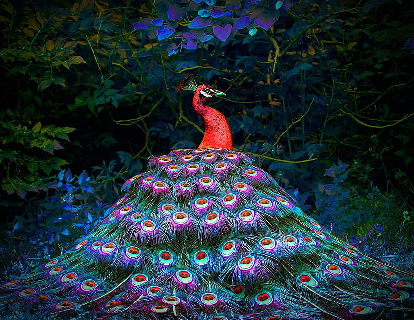 graph Red Peacock by Michael Richards on 500px HD wallpaper