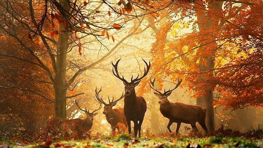 6 Wildlife, wilderness HD wallpaper
