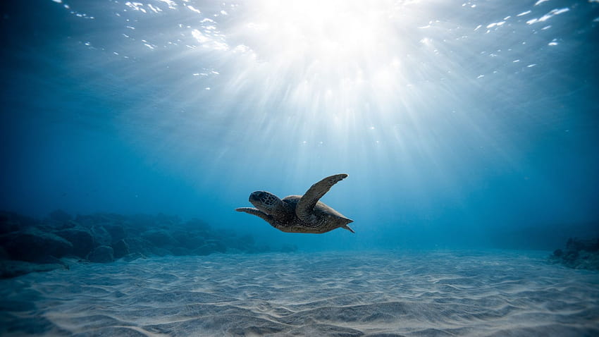 Подводен живот, костенурка, синьо море, , фон, 6a46ae, морска костенурка компютър HD тапет