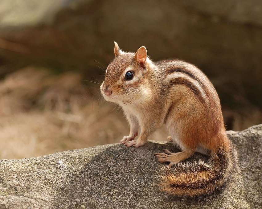 Squirrel, baby chipmunks HD wallpaper