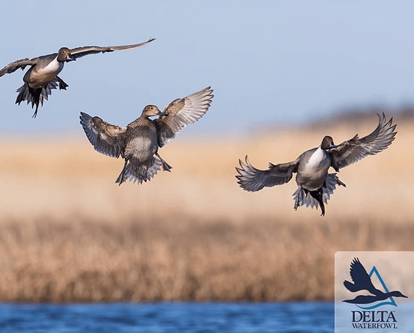 Week 17. Delta Waterfowl: the Duck Hunter's Organization, waterfowl background HD wallpaper