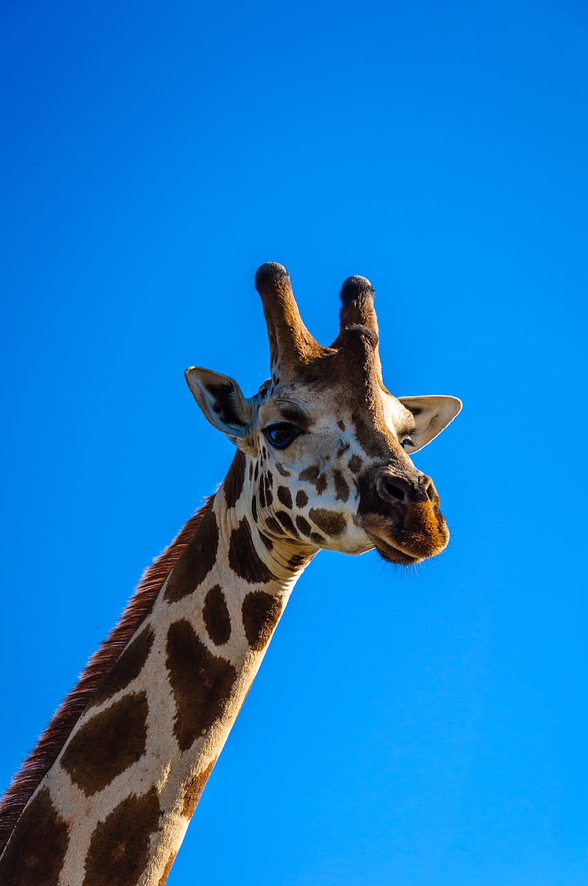 Porträt einer Giraffe isoliert auf blauem Hintergrund · Stock, Giraffen-iPhone HD-Handy-Hintergrundbild