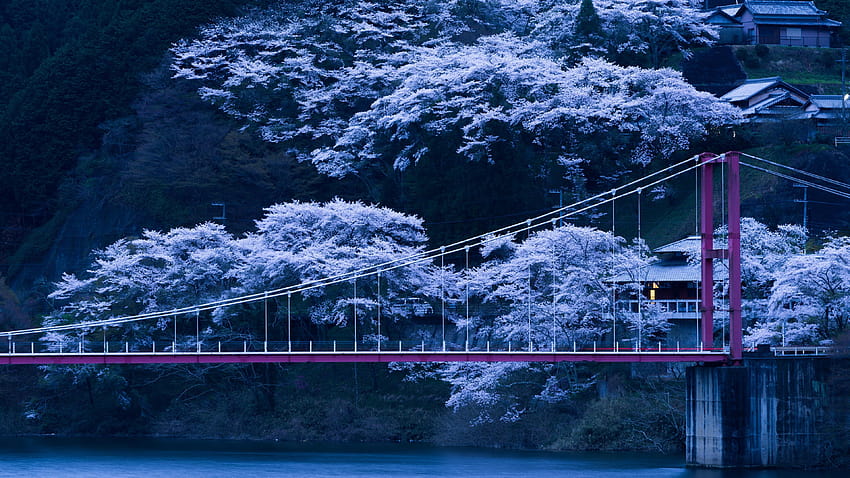 Япония сакура дървета 51327 3840x2160px HD тапет