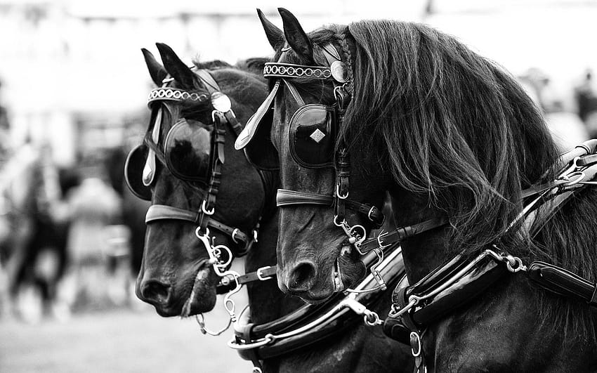 Carriage horses, horses with halters HD wallpaper