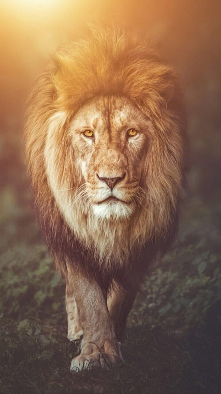Beautiful - Lion backgrounds: Những hình nền sư tử đẹp lung linh đang chờ đón bạn. Với những hình ảnh chụp sư tử trong hoang dã, bạn sẽ được trải nghiệm cảm giác thích thú của việc sống giữa thiên nhiên hoang dã.
