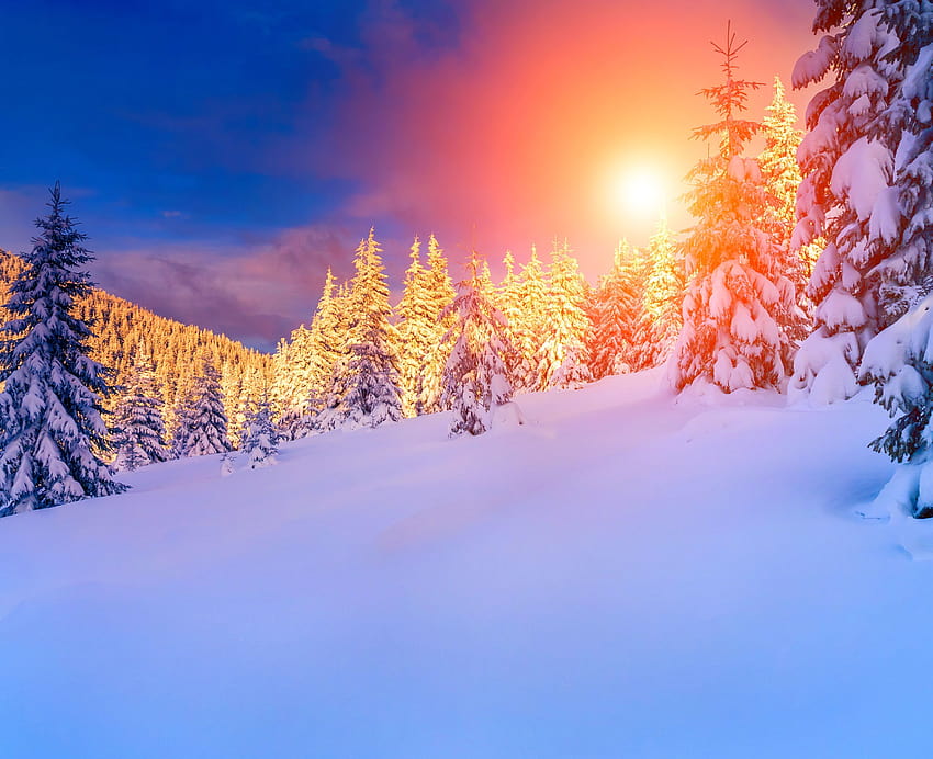 Soleil d'hiver sur chien, paysages d'hiver Fond d'écran HD